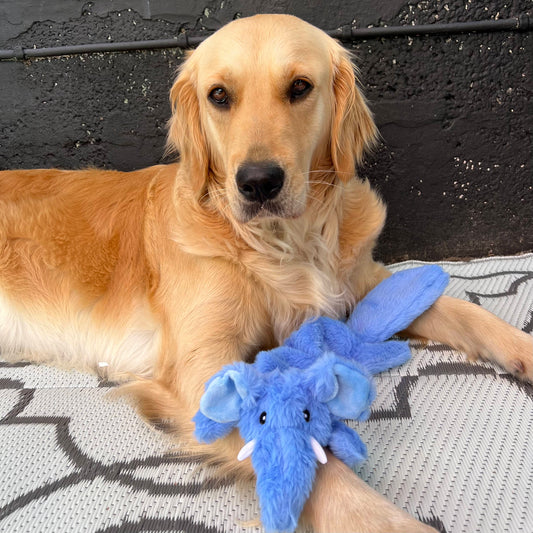 Blue Elephant Dog Toy