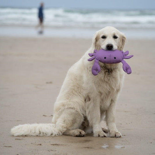 Callum Crab Toy