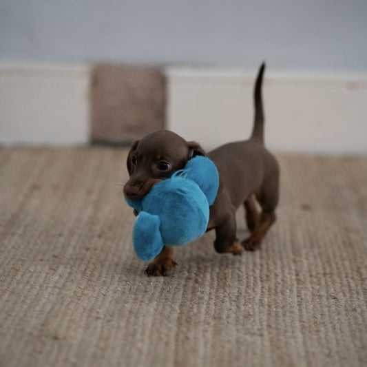 Esmee Elephant Puppy Ball