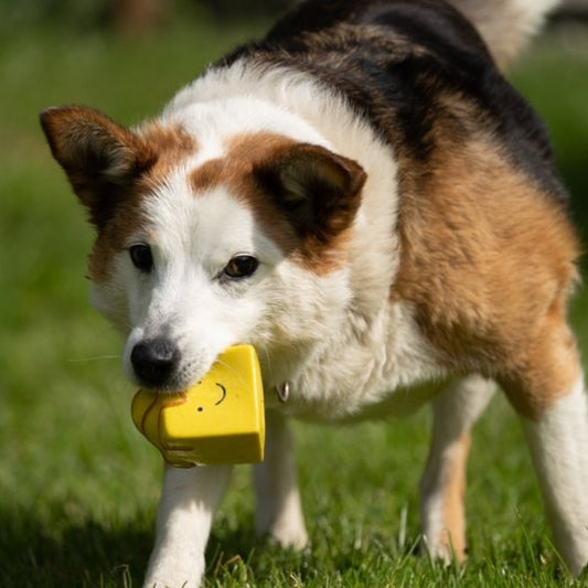 Fondant Fancy Cake Latex Dog Toy