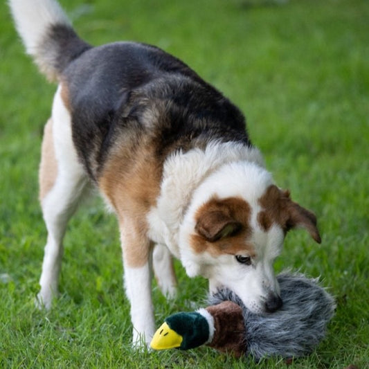 Honking Duck Plush Toy