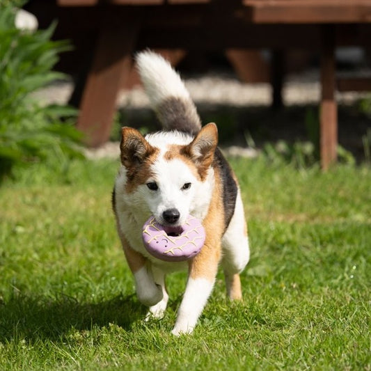 Iced Ring Biscuit Latex Dog Toy