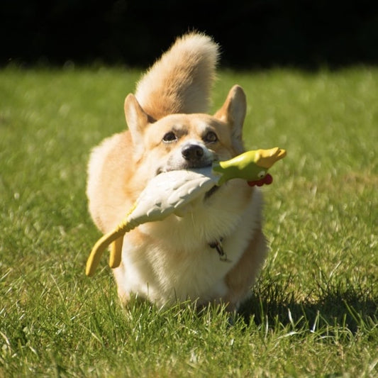 Latex Chicken Toy