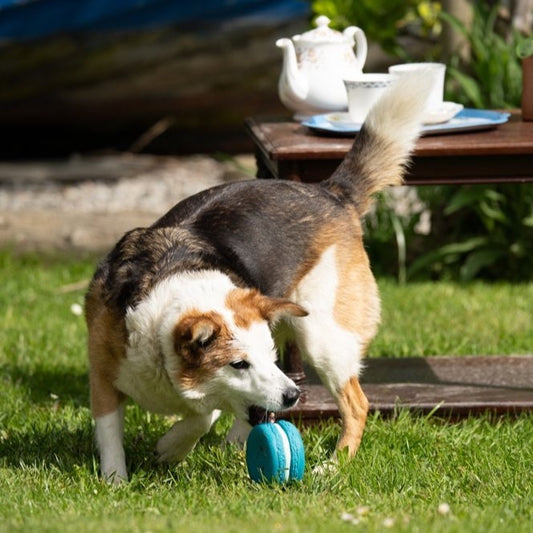 Macaron Latex Dog Toy