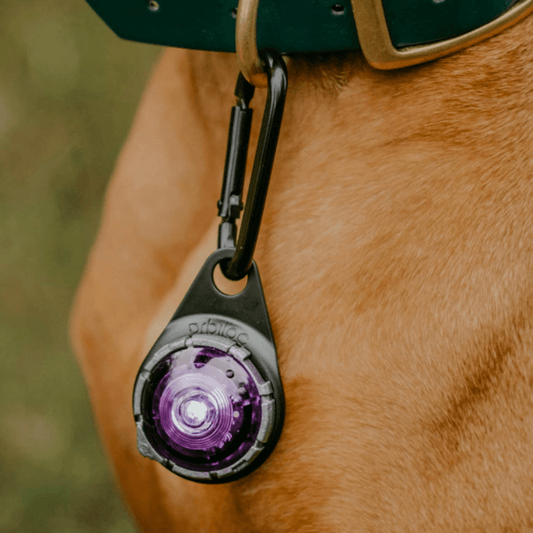 orbiloc dog dual safety light carabiner clip