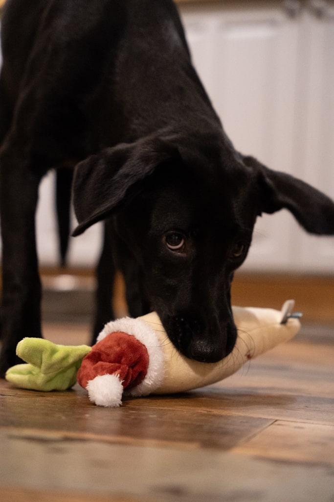 peter parsnip plush dog toy