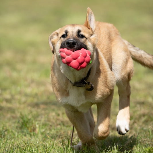 Raspberry Toy