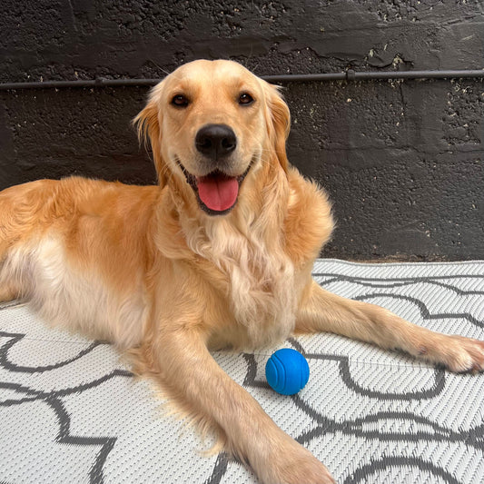 Small Blue Rubber Ball