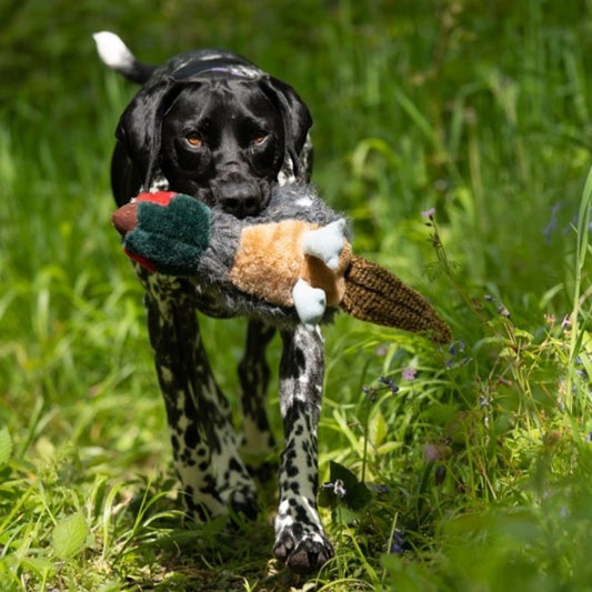 Squeaky Pheasant Plush Toy