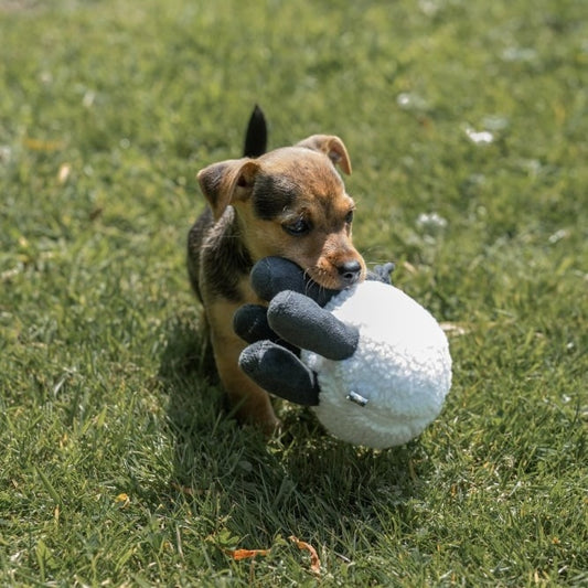 Stanley Sheep Plush Dog Toy