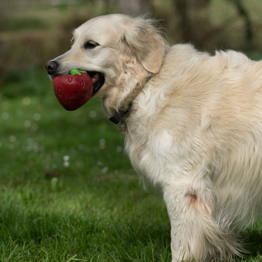 Strawberry Toy