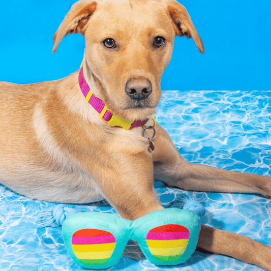 Summer Sunnies Sunglasses Dog Toy