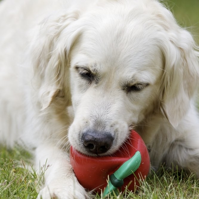 Tomato Toy