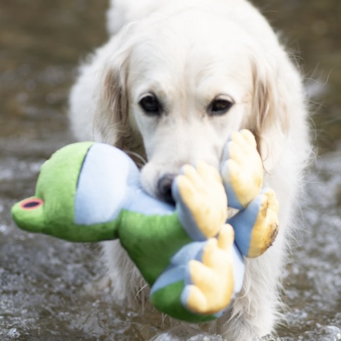 Trev Tree Frog Dog Toy