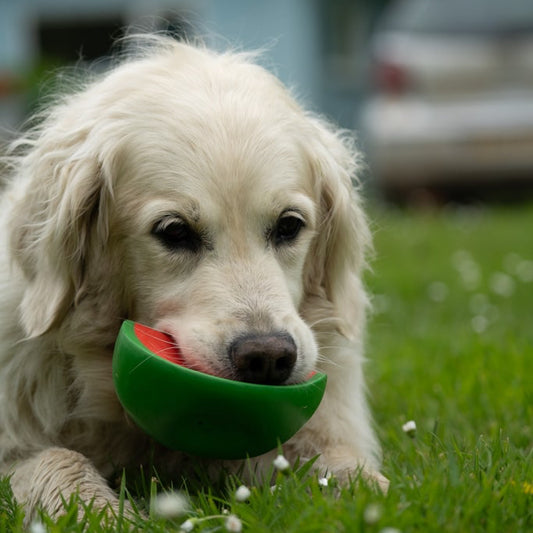 Watermelon Toy