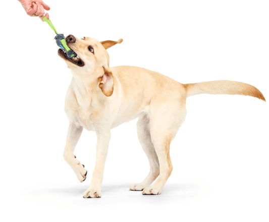 Bark x Crufts Personal Beast Play Timer Dog Toy