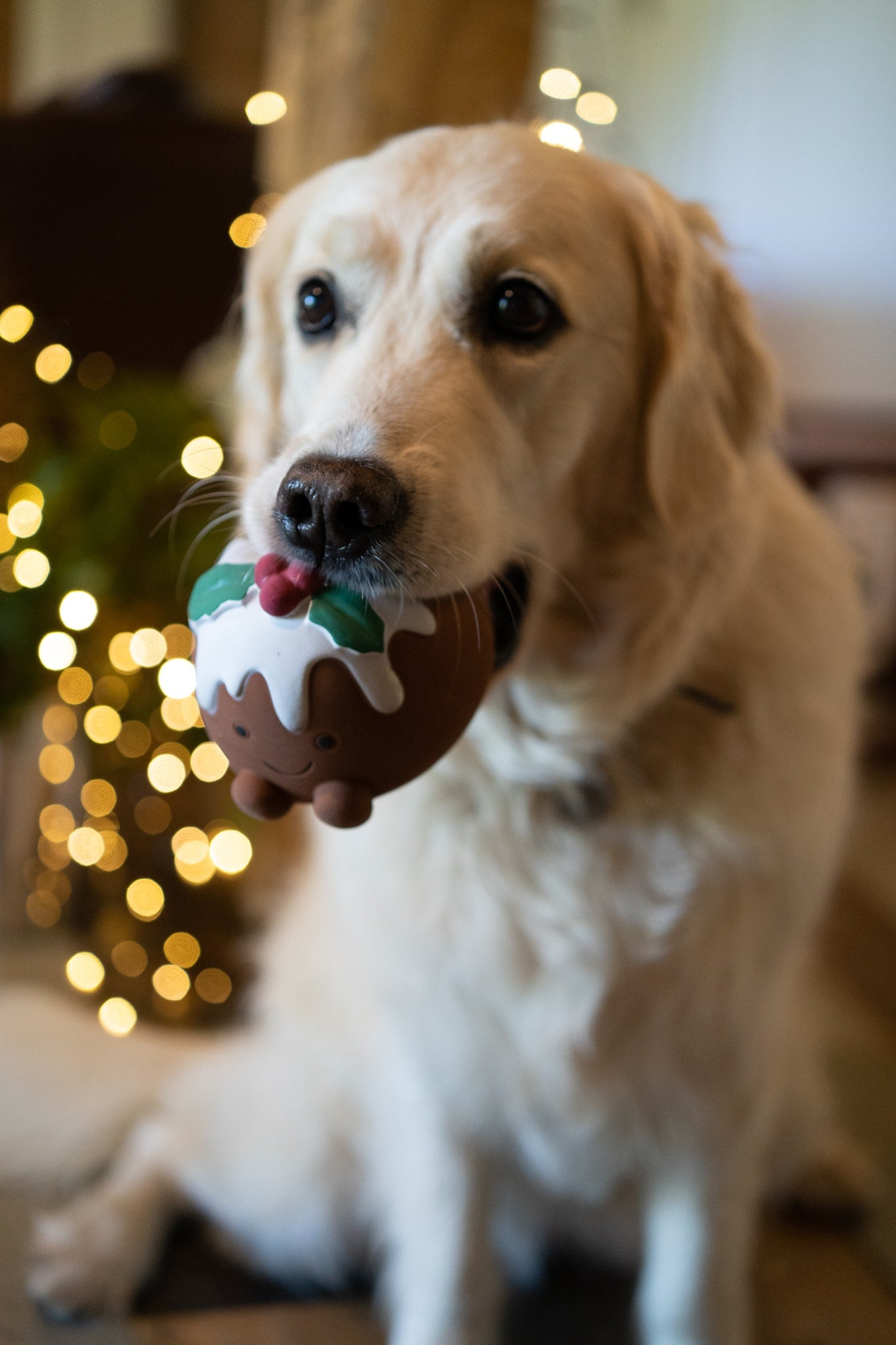 chrissie christmas pudding latex dog toy
