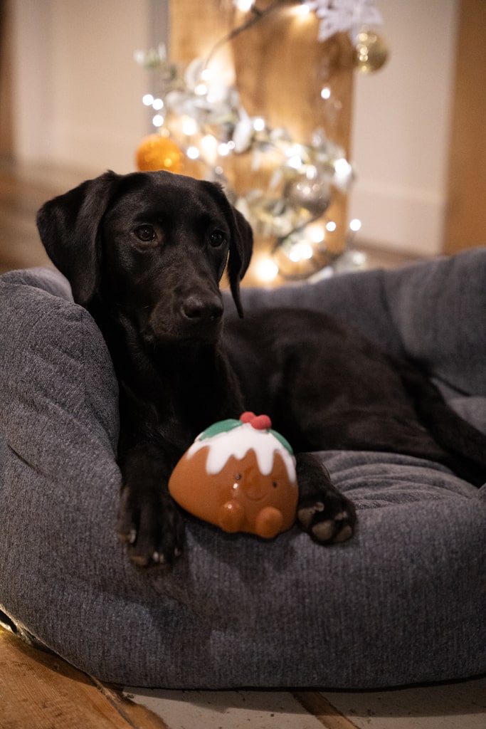 chrissie christmas pudding latex dog toy