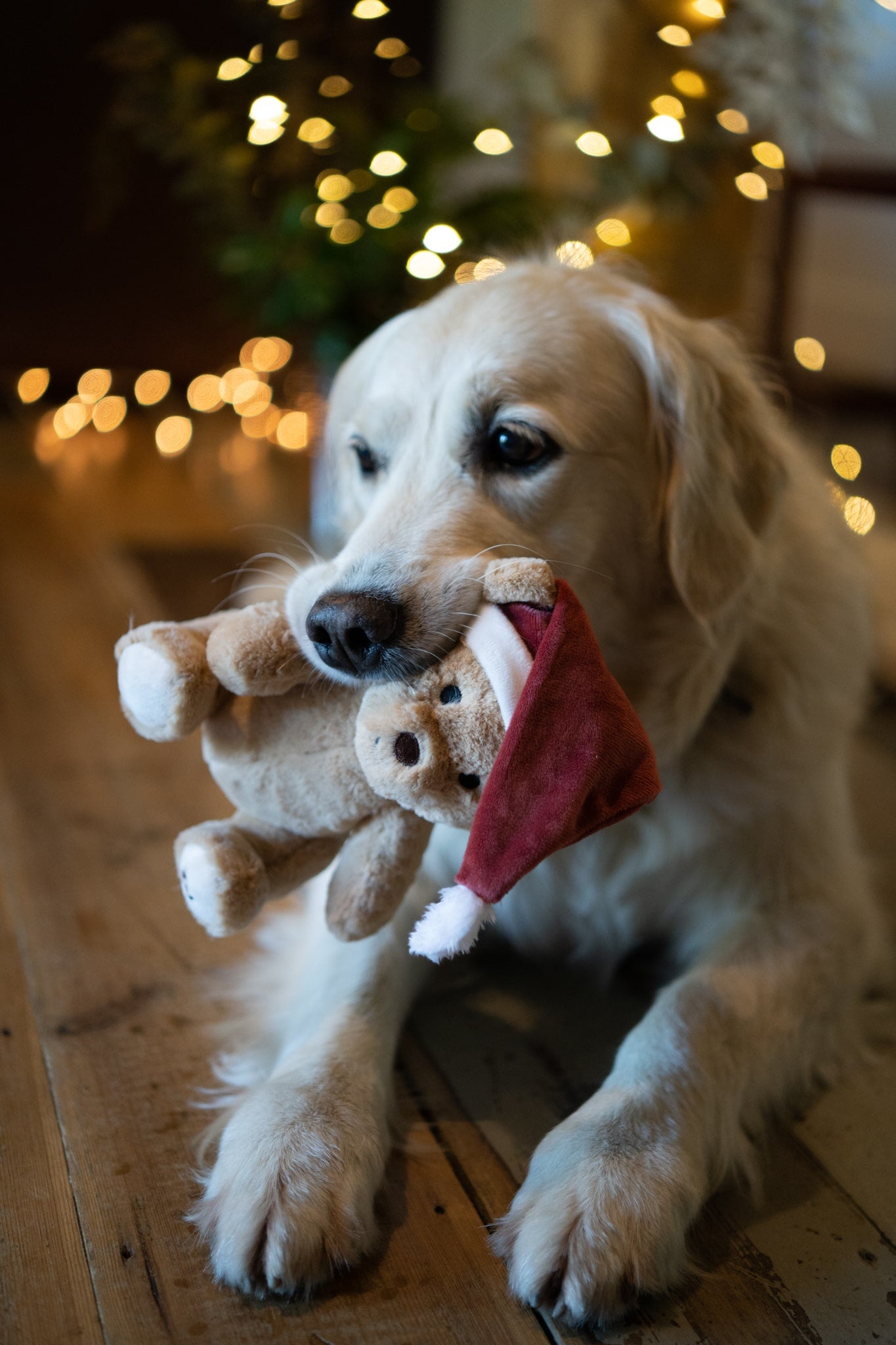 christmas teddy bear plush dog toy