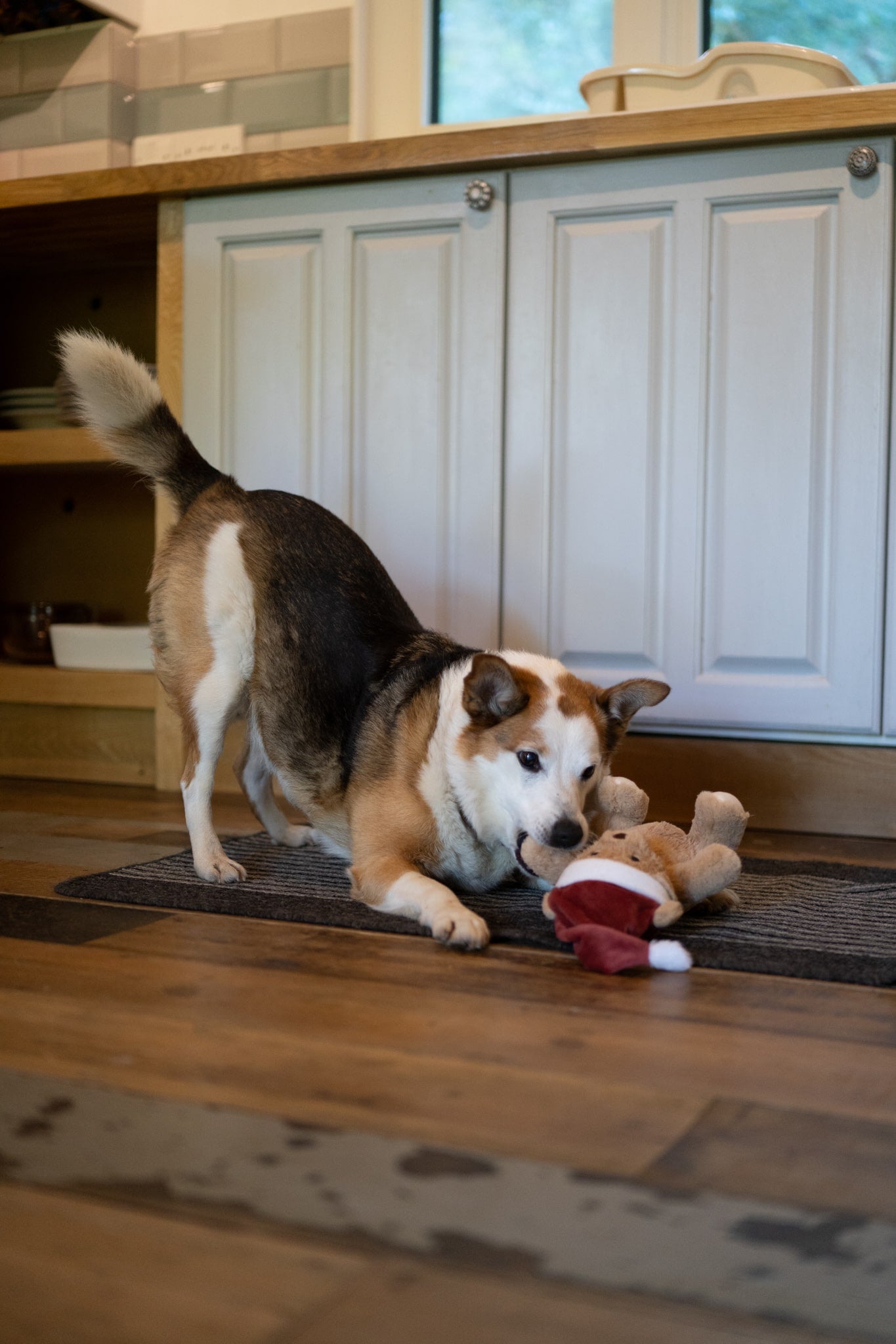 christmas teddy bear plush dog toy