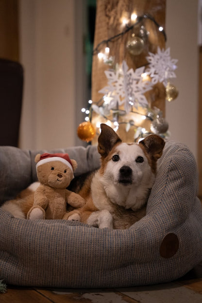 christmas teddy bear plush dog toy