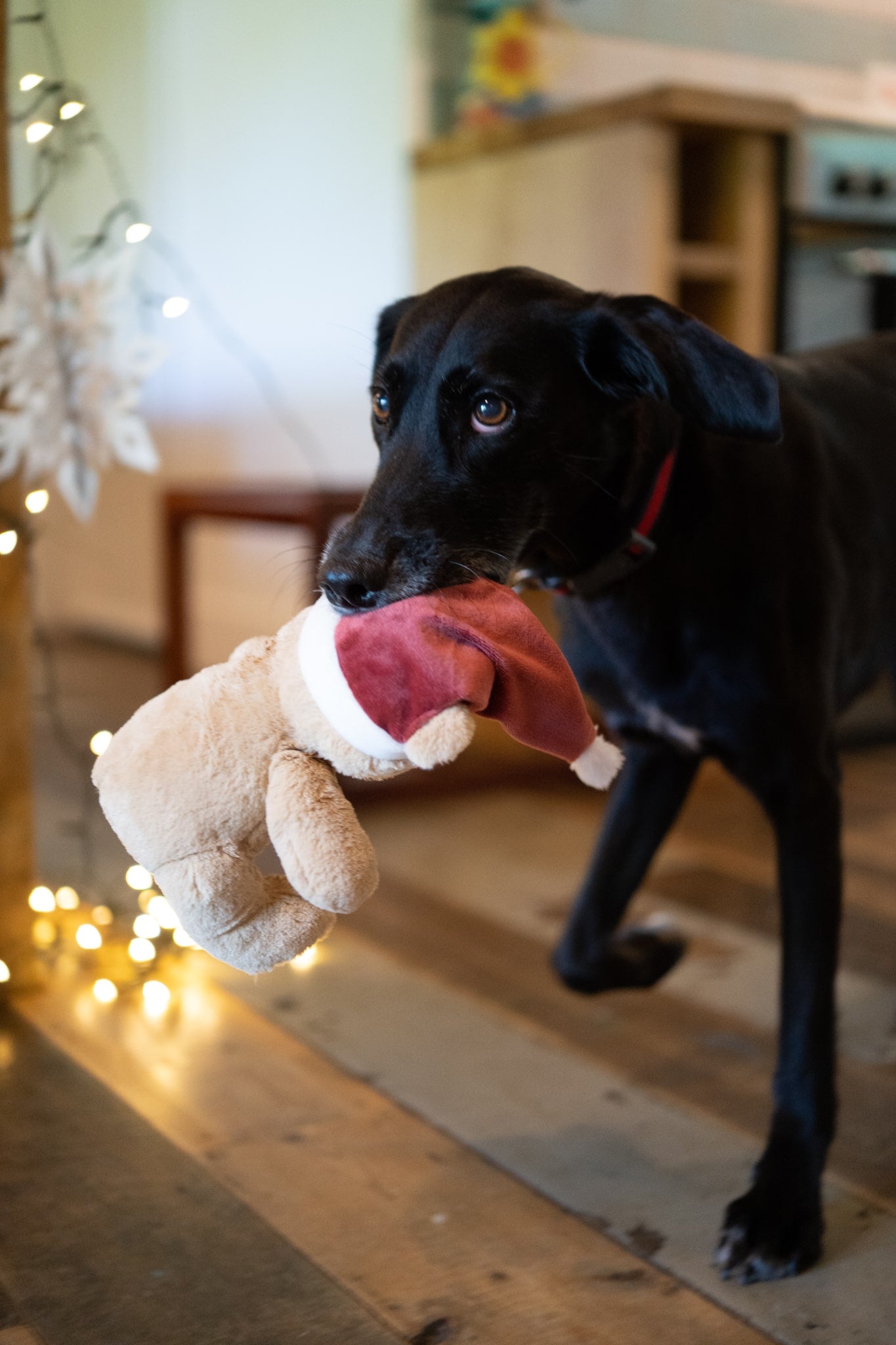 christmas teddy bear plush dog toy
