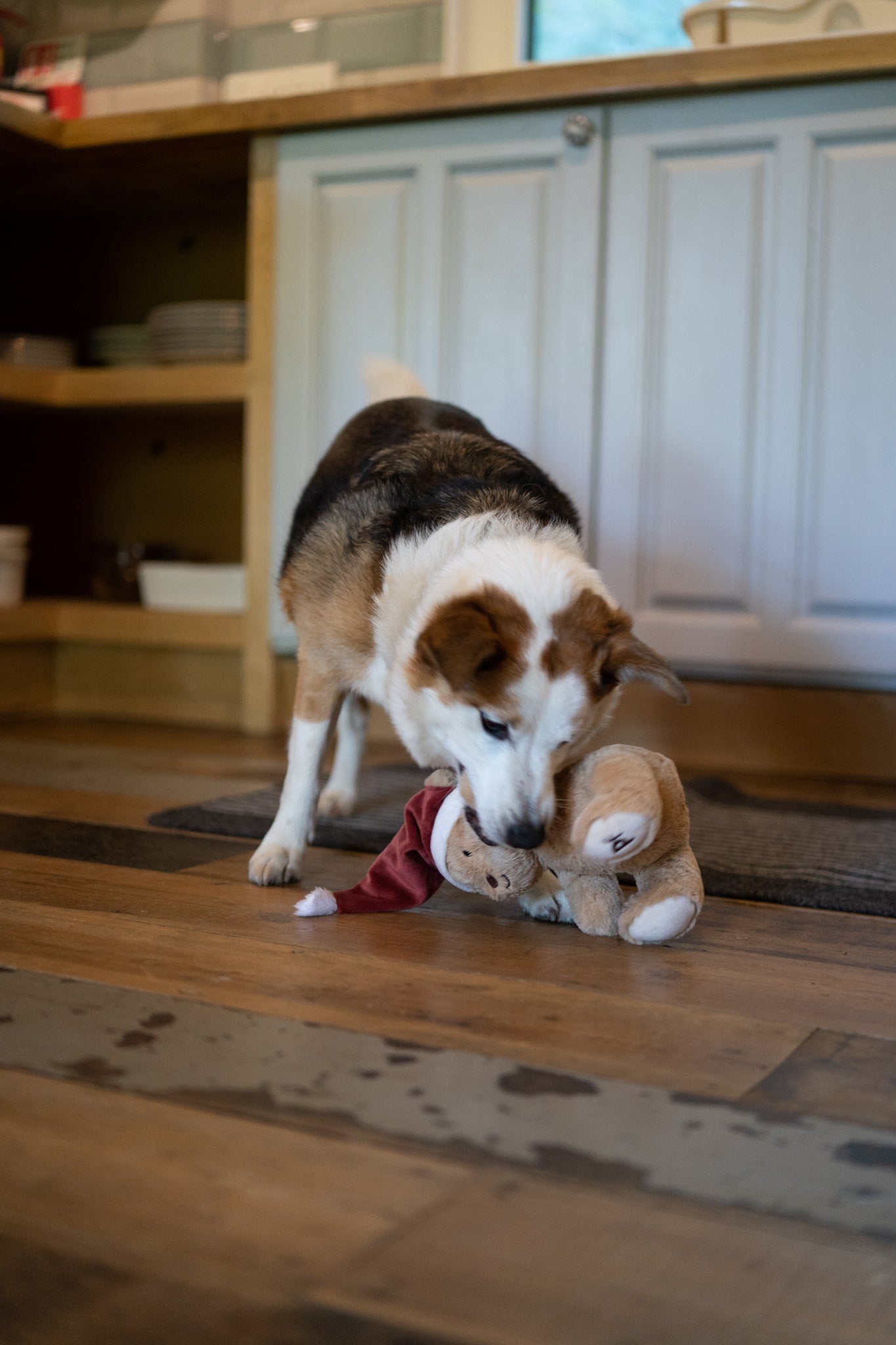 christmas teddy bear plush dog toy