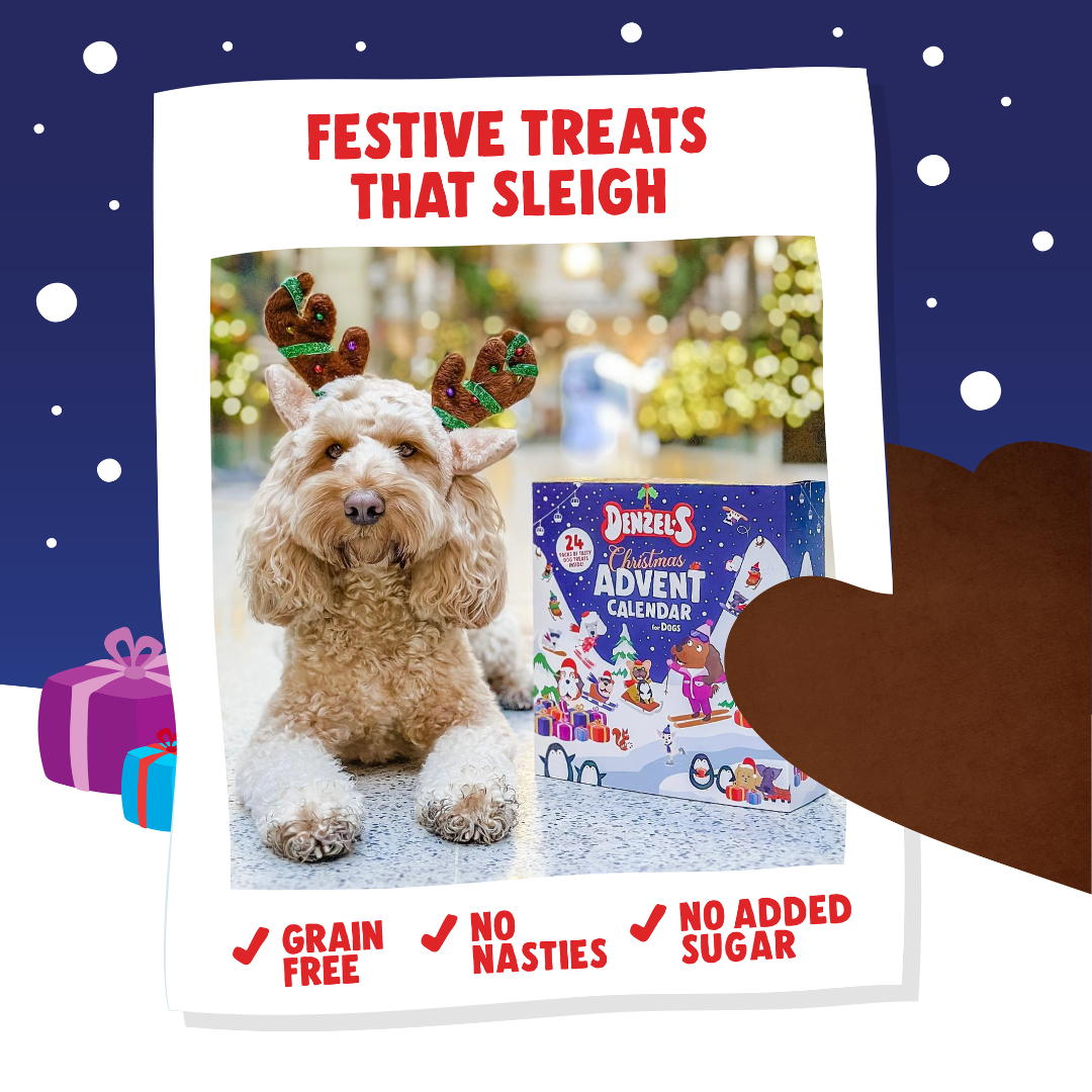Denzel's Christmas Dog Advent Calendar