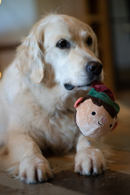 emily elf dog ball