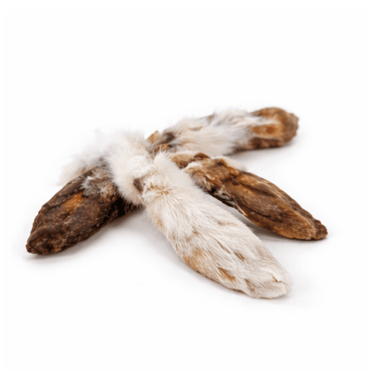 Hairy Rabbit Ear
