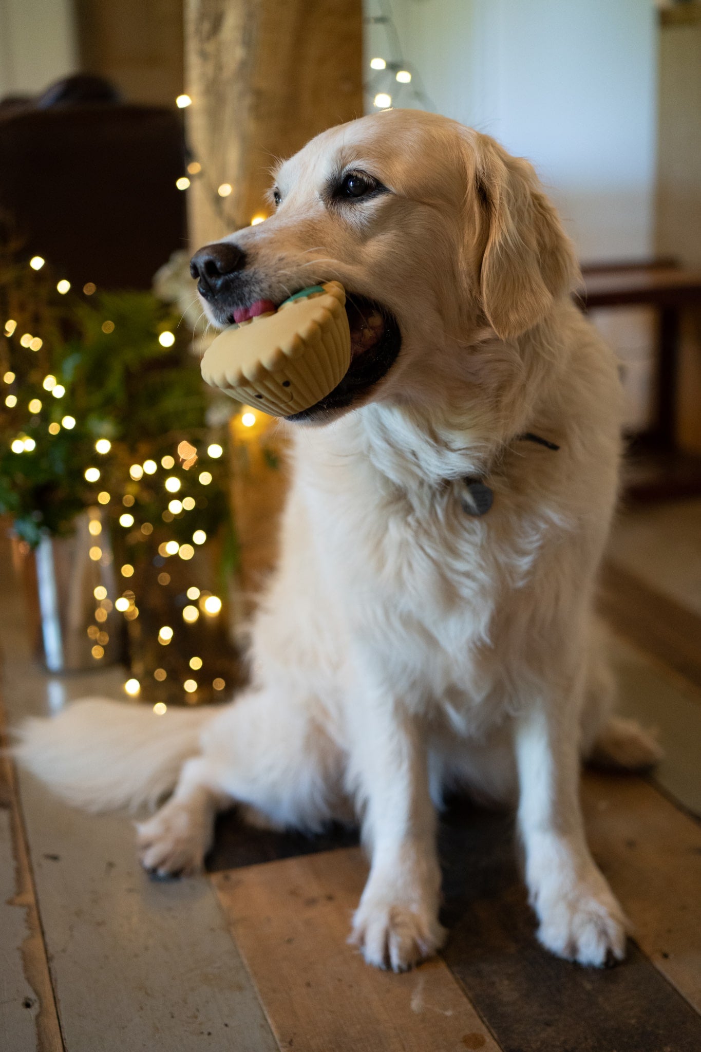 misha mince pie latex dog toy