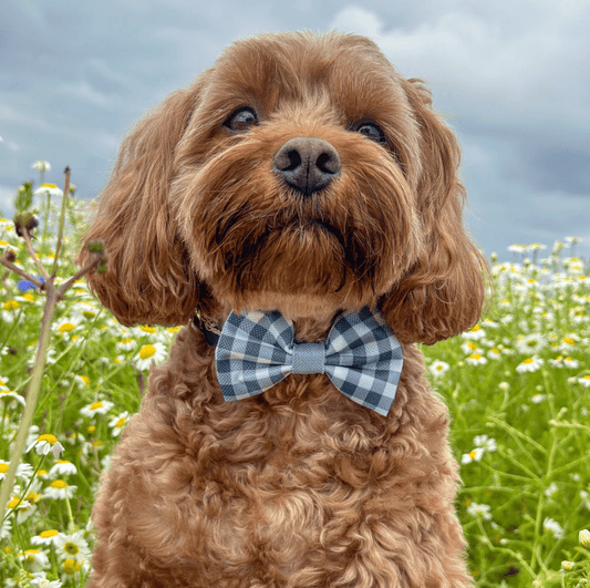 Pawsome Paws Boutique x Disney Bow Tie - Bambi + Friends Blue Gingham
