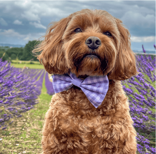 Pawsome Paws Boutique x Disney Bow Tie - Bambi + Friends Lilac Gingham