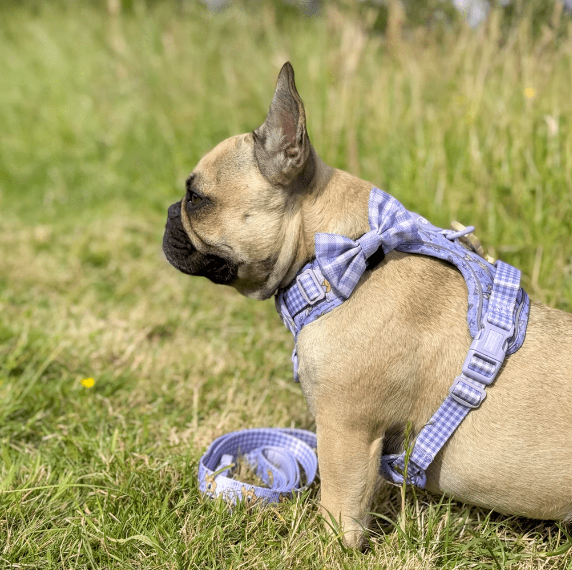 Pawsome Paws Boutique x Disney Bow Tie - Bambi + Friends Lilac Gingham