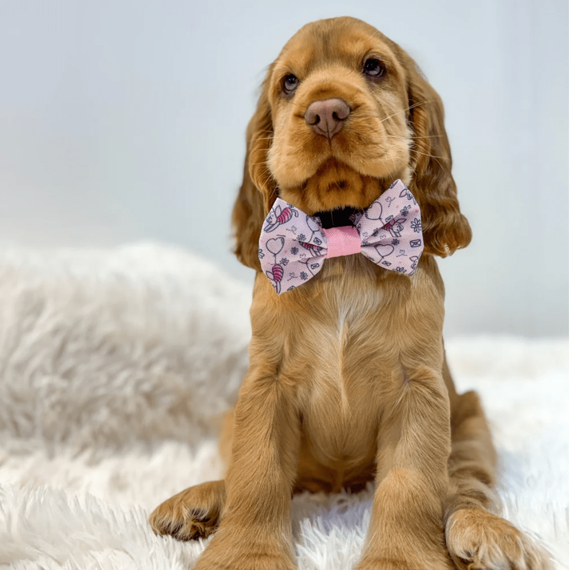 Pawsome Paws Boutique x Disney Bow Tie - Piglet
