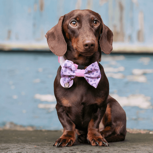 Pawsome Paws Boutique x Disney Bow Tie - Piglet