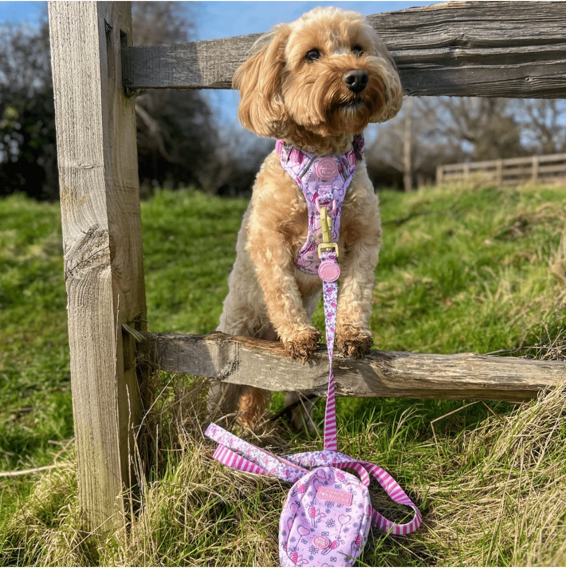 Pawsome Paws Boutique x Disney Lead - Piglet