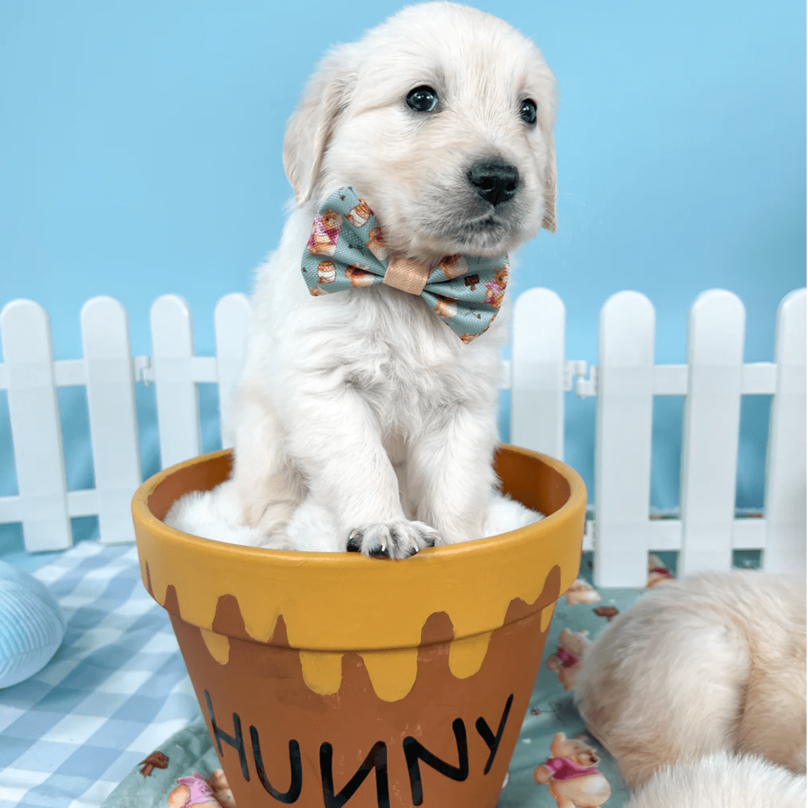 Pawsome Paws Boutique x Disney Bow Tie - Winnie The Pooh
