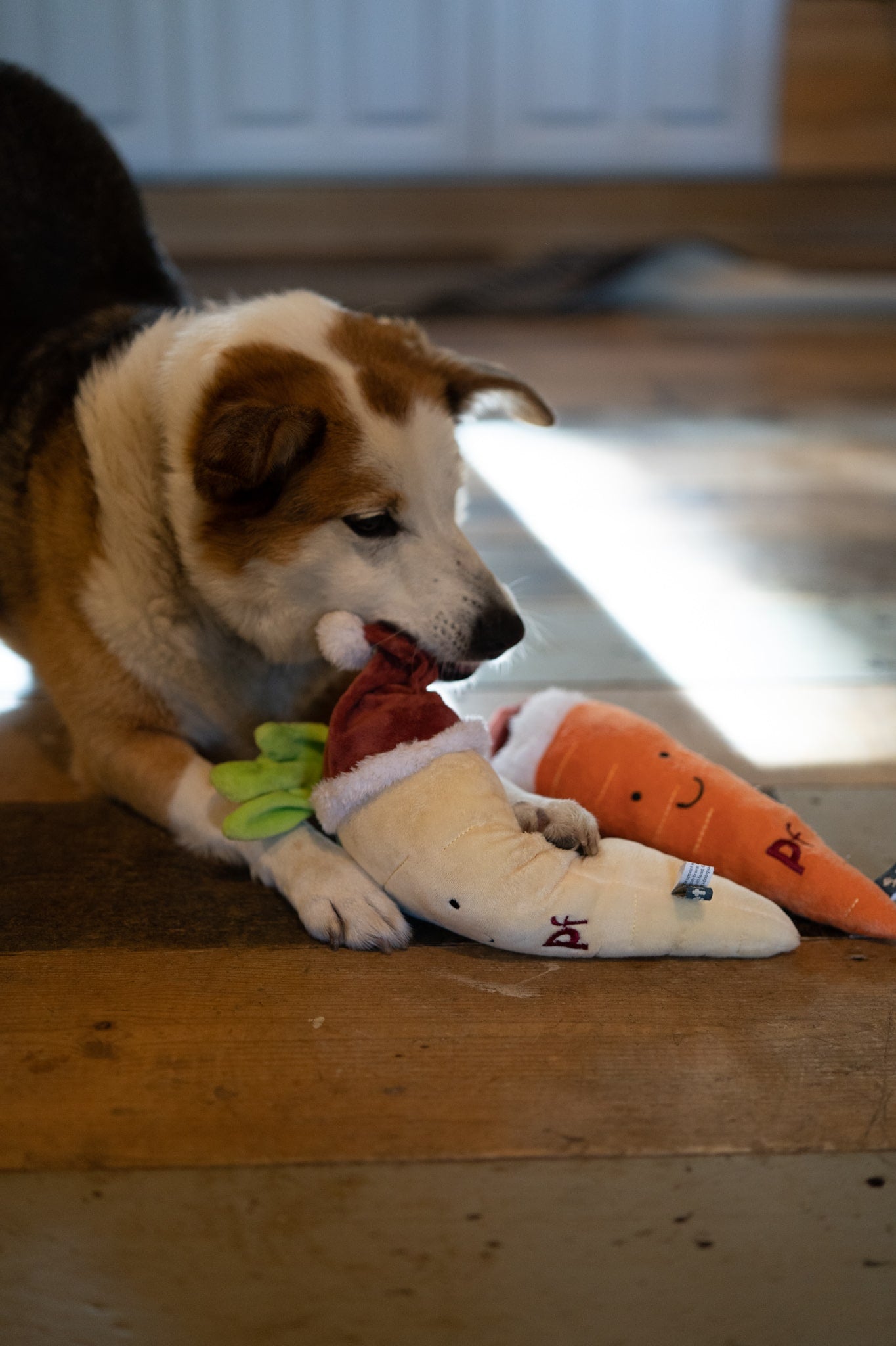 peter parsnip plush dog toy