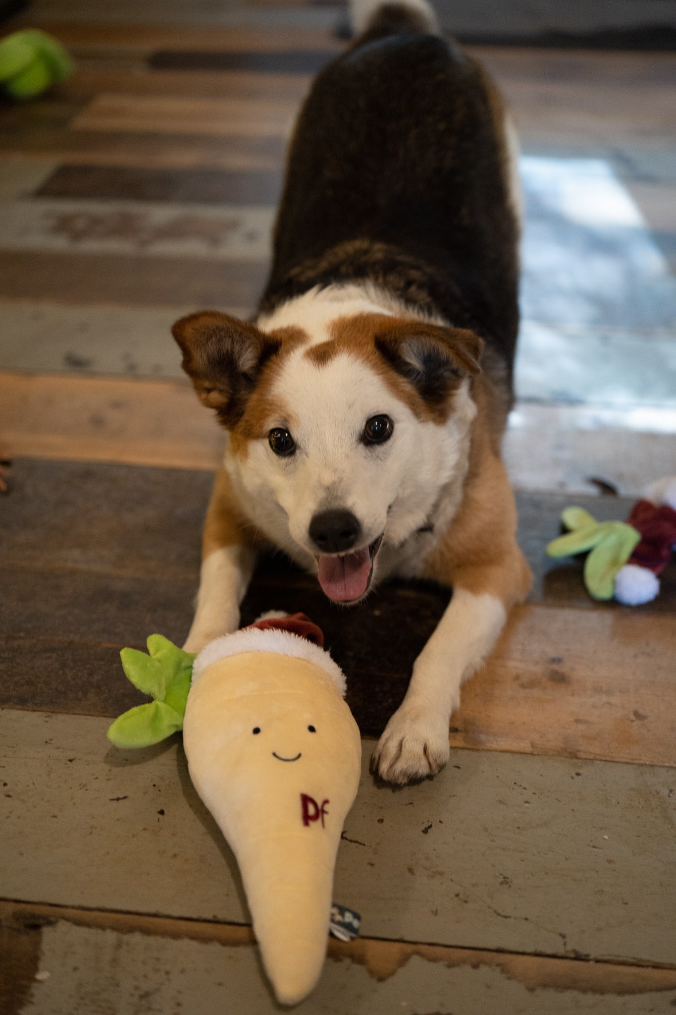 peter parsnip plush dog toy
