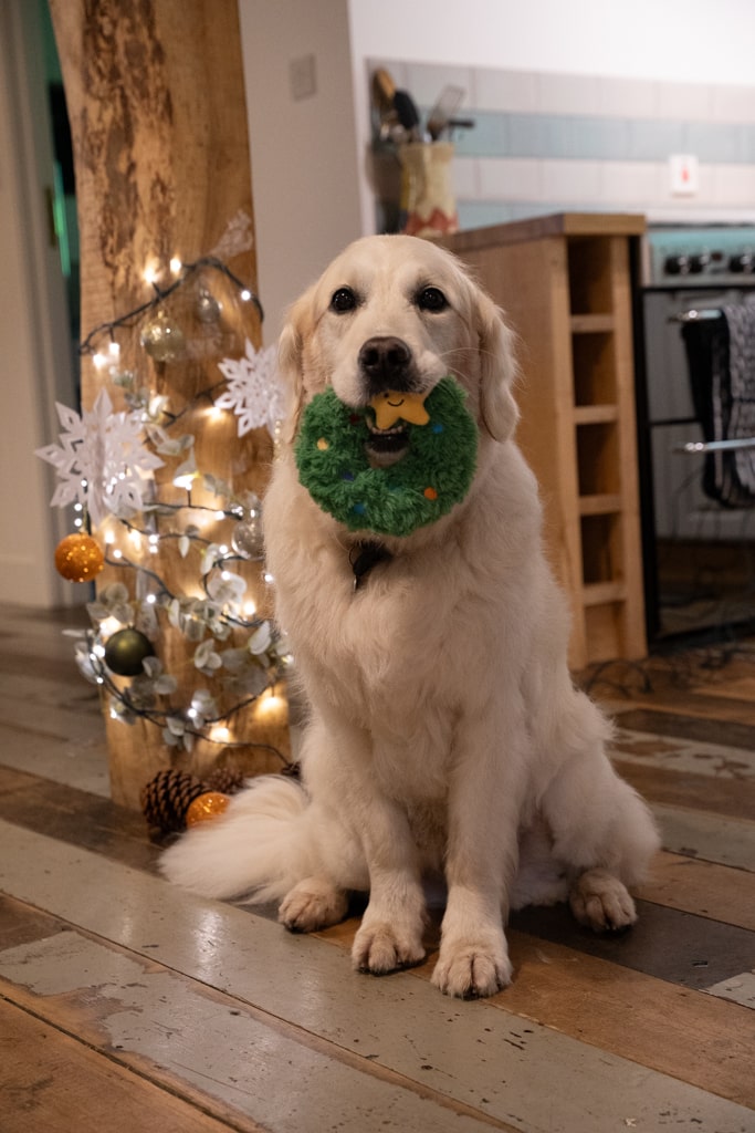 remy wreath tough plush dog toy