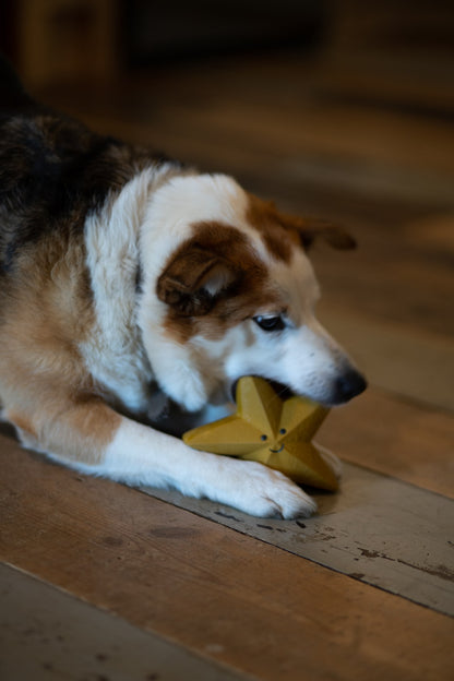 sadie star latex dog toy