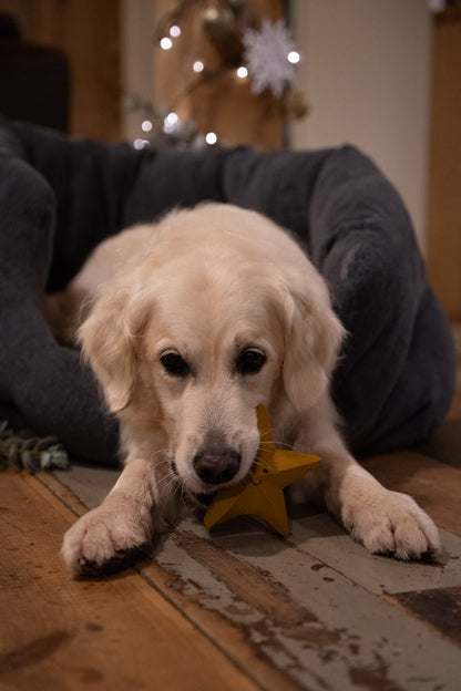 sadie star latex dog toy