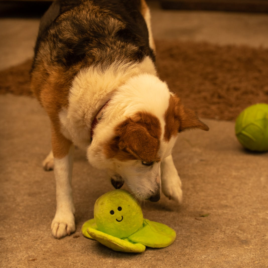 Sprihaa Sprout Toy
